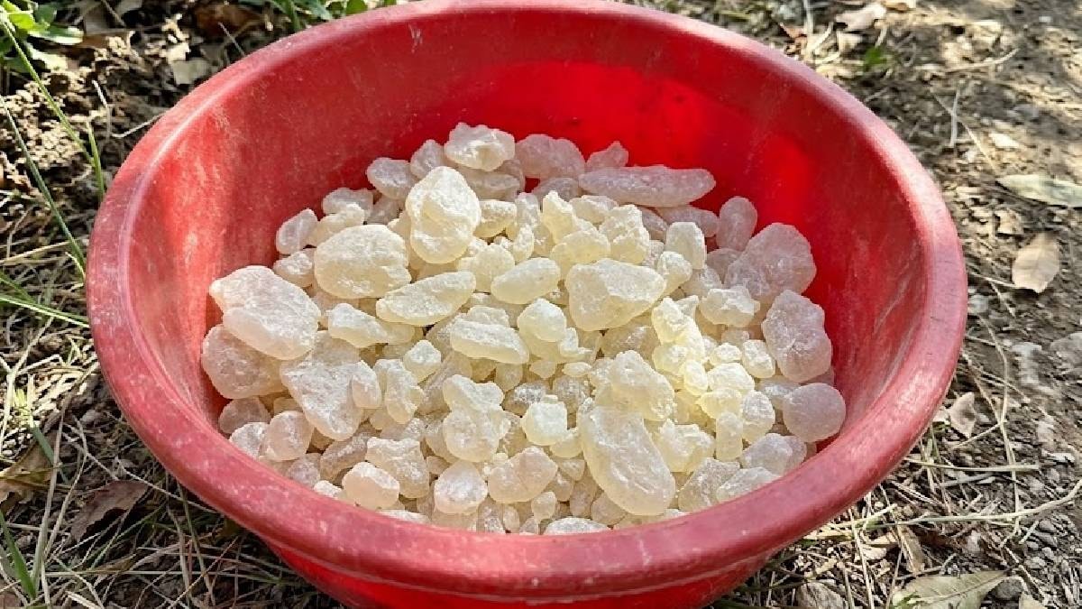 Çeşme'nin Altın Damlası: Sakız Ağacından Yılda 50 Bin Liralık Hasat