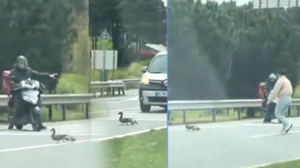 İstanbul trafiğinde ördek operasyonu