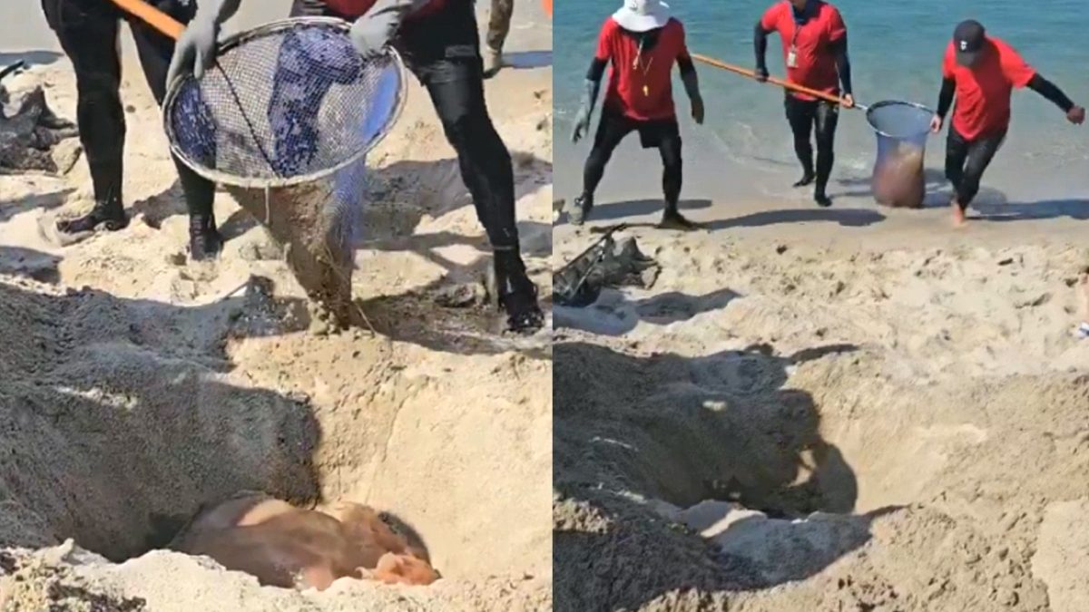 Yetkililer sudan çıkarıp apar topar sahile gömdü: Boyu 2 metreye ulaşıyor