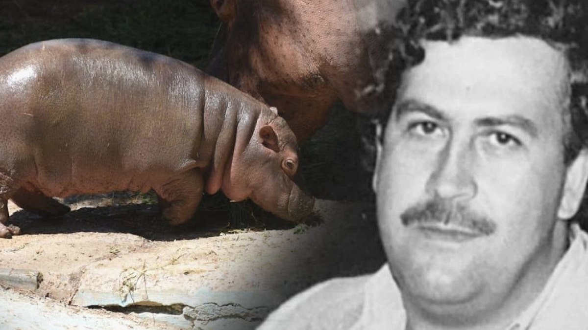 Escobar'ın su aygırları Kolombiya'ya bela oldu: Tartışmalı 'katliam' kararı