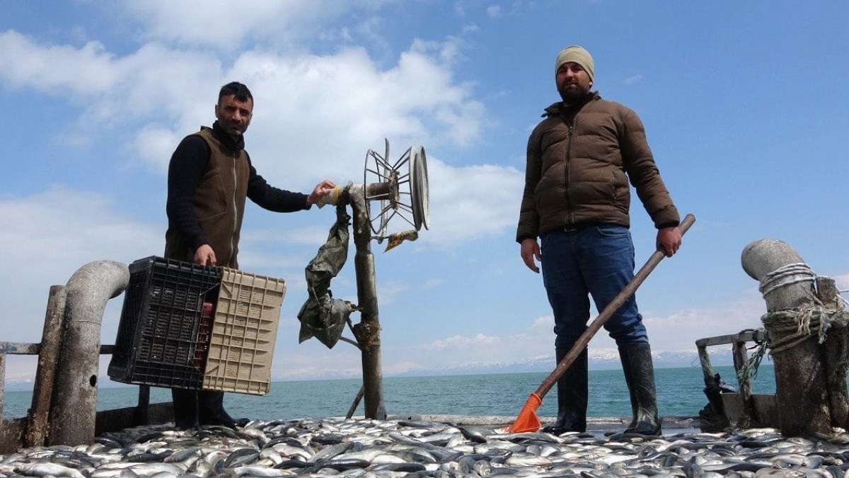 Yağışlar yüzleri güldürdü: Bu yıl tezgahlarda ucuza satılacak