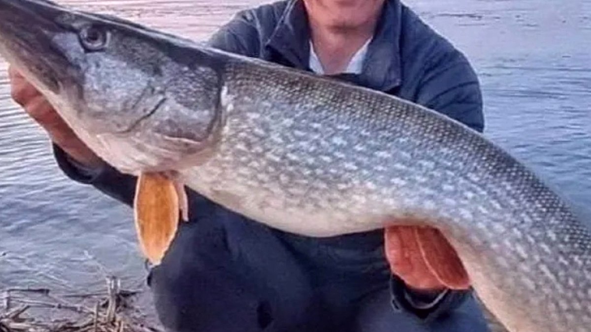 Yasağa rağmen dev balığı yakaladı