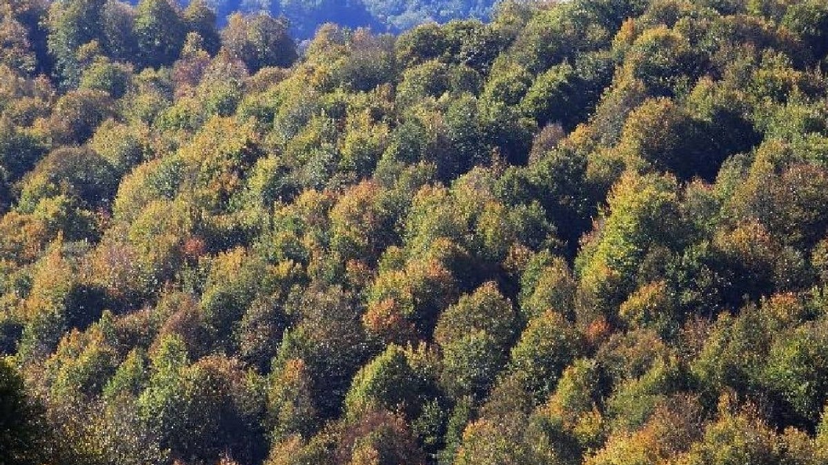 180 yıl önce ortadan kaybolan dev canlı olarak yeniden ortaya çıktı