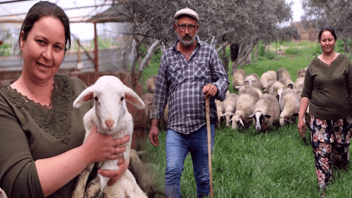 Babasının hediye ettiği kuzuyla çiftlik kurdu