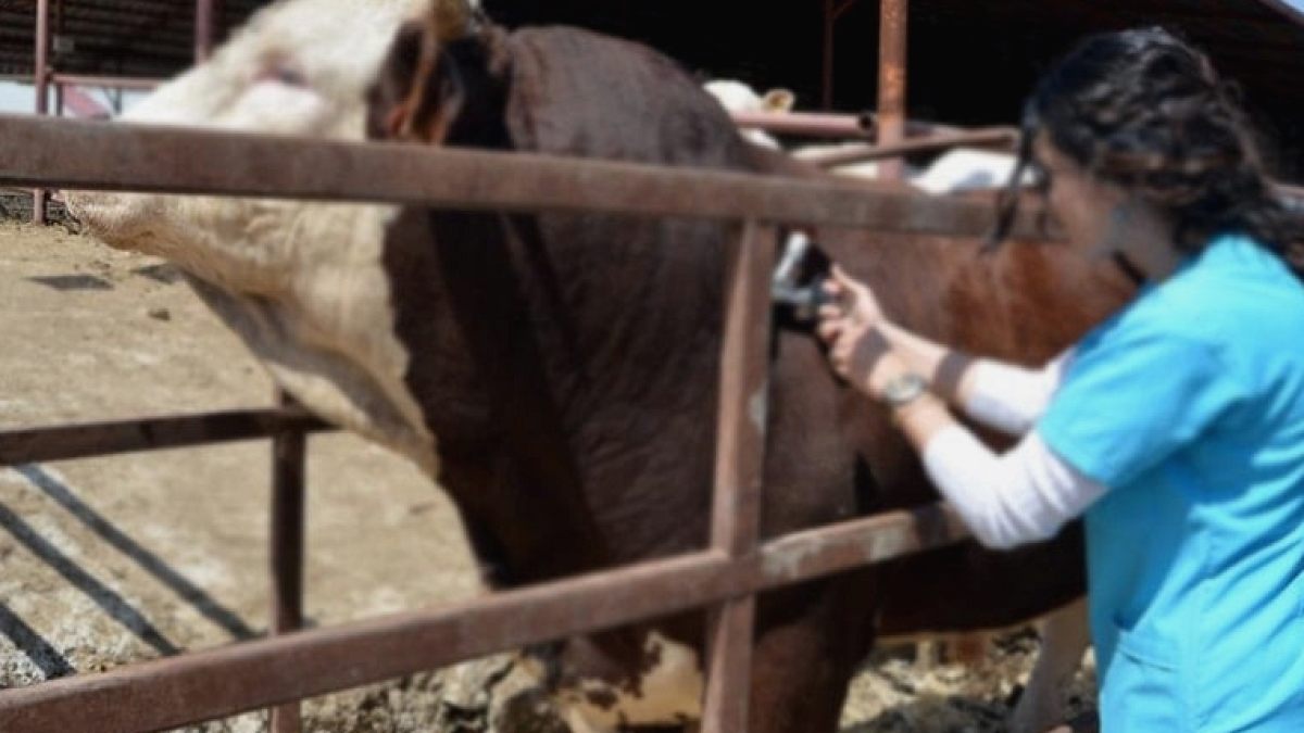 Hayvancılıkta dijital ödeme sistemi: Aşı ve küpe ücretleri desteklemeden düşülecek