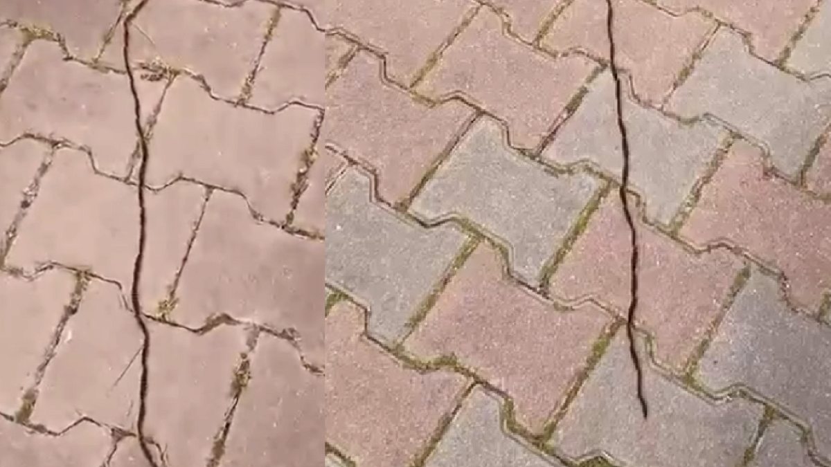 Ormandaki büyük tehlike İstanbul'a indi: Dokunanın dili çürüyor
