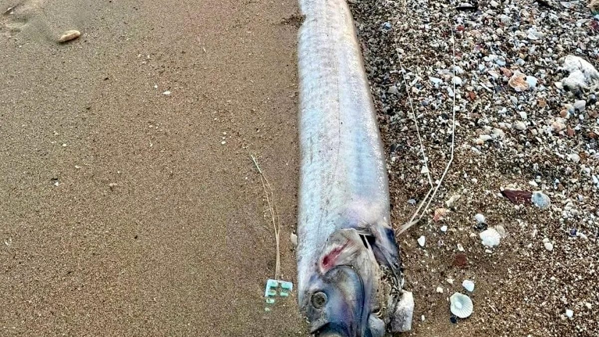 'Kıyamet habercisi' sahile indi: Tek tek karaya vuruyorlar