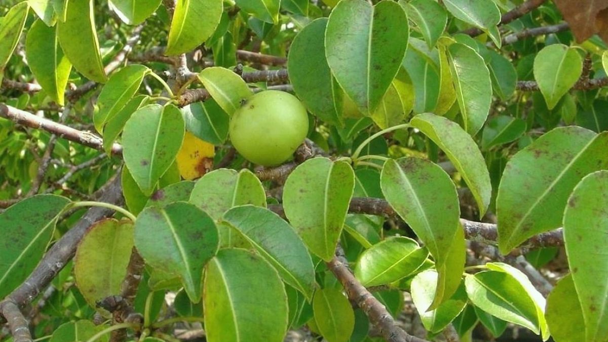Bu ağacın meyvesine sakın aldanmayın: Çok zehirli