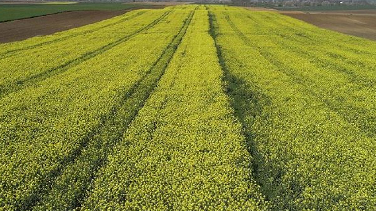 Çiftçiler o ürüne yöneldi, talep patladı: Hasat beklentisi çok yüksek