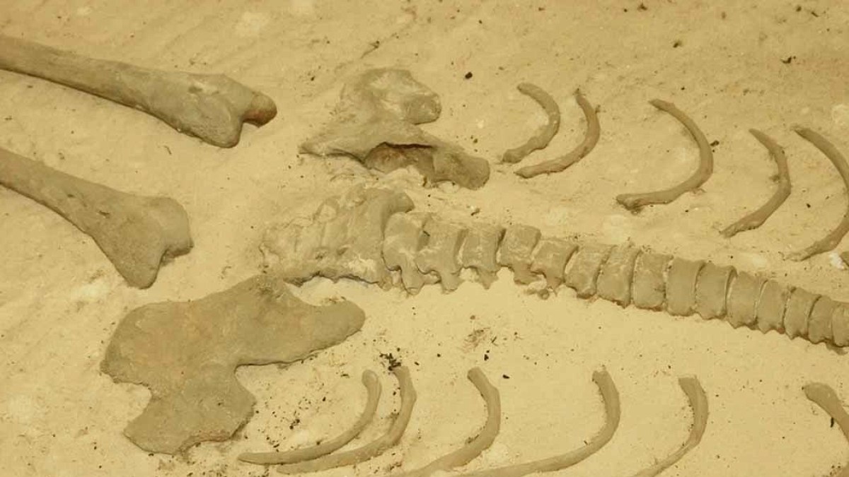 Mezarı açıp DNA analizi yaptılar, toplu mezardaki 132 kişinin neden öldüğünü buldular