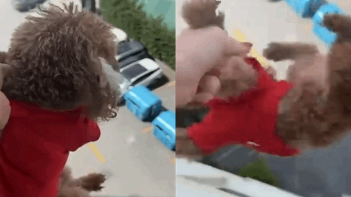 Köpeğine eziyet edip kayda aldı: 'Alkollüydüm' dedi