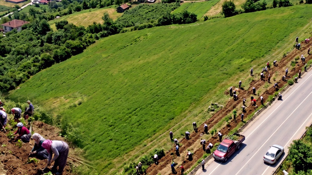 Dünyanın en pahalıları Türkiye'de: Yol kenarına eken milyoner oluyor