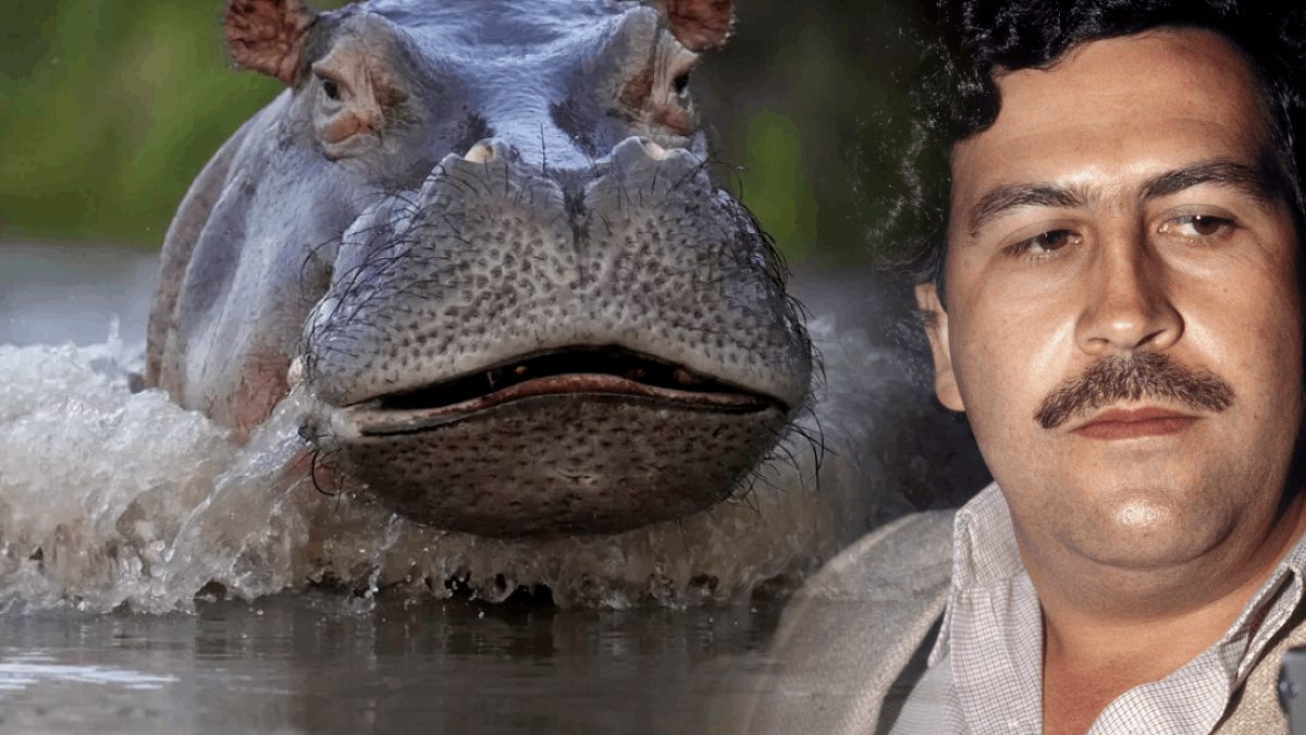 Escobar'ın su aygırlarının imdadına Hintli milyarder koştu