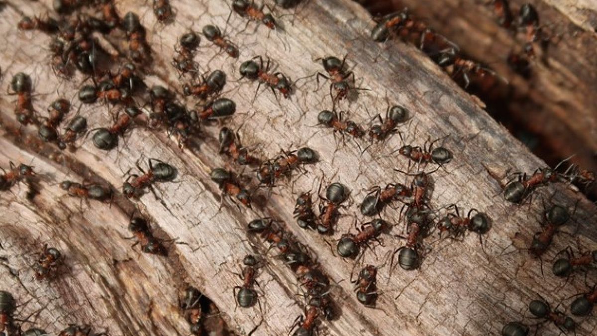 Çinli karıncalar ülkeyi istila etti: 20 eyaleti sarıp sarmaladılar