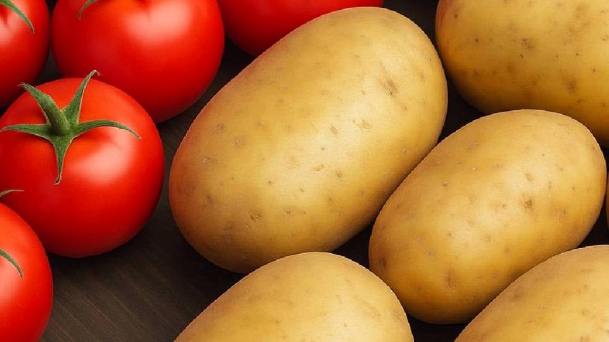 Domates ve patatesin akrabası çıktı: Tam 20 metre uzunlukta