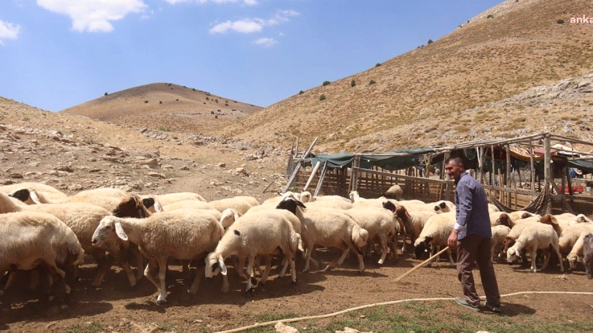 150 bin liralık maaşı beğenmiyorlardı: Yeni çoban formülüyle işsiz kaldılar