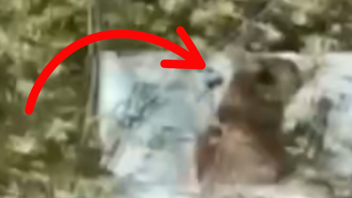 Kastamonu'da Sıcaklardan Bunalan Ayının Çeşme Keyfi Kameralara Yansıdı