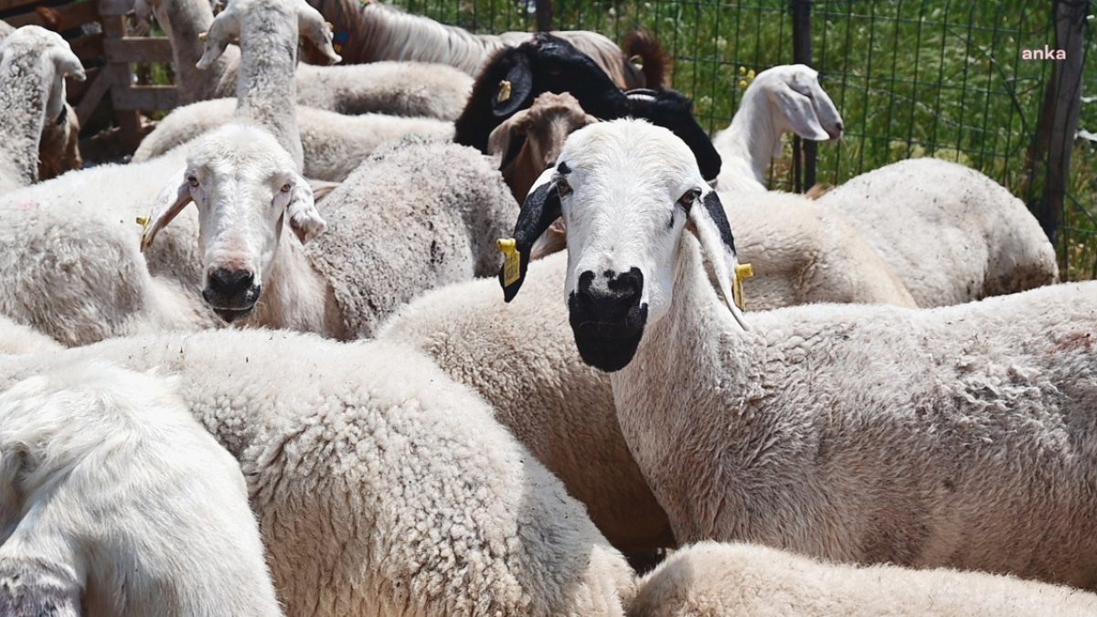 Kurban Bayramı İkramiyesi Yetersiz Kaldı: Emekliler 4 Kilo Kıyma Bile Alamıyor