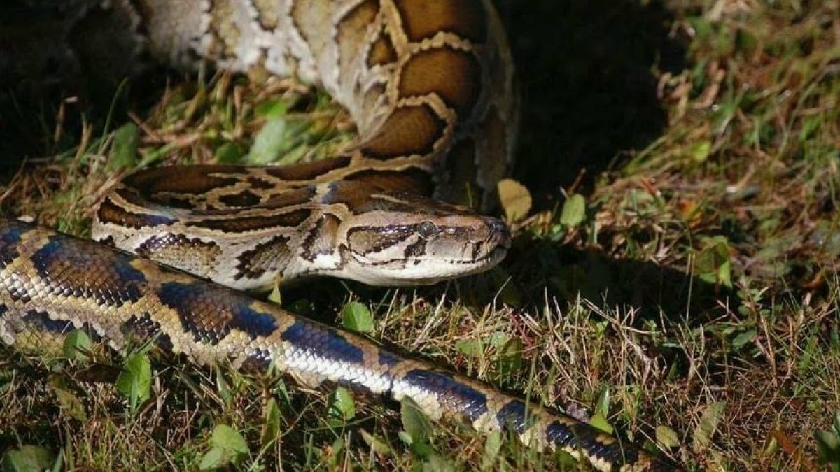 Florida'da Piton İstilasına Karşı Akbabalar Devrede