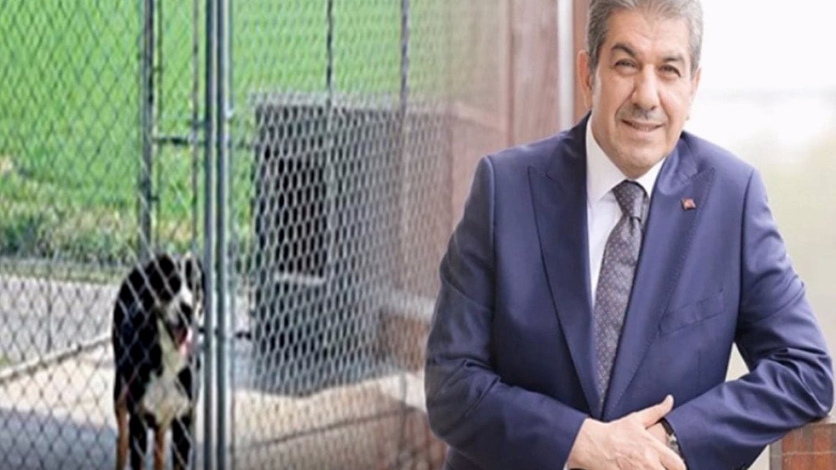 Esenler Belediyesinden Köpeklere Lüks Konaklama: İhaleler Şeffaflık Tartışması Yarattı