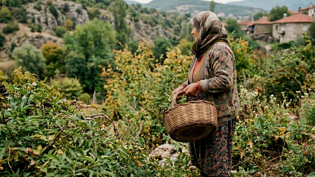 Doğal Şifa Kaynağı Kara Mürver: Türkiye'nin Yeni İhracat Yıldızı