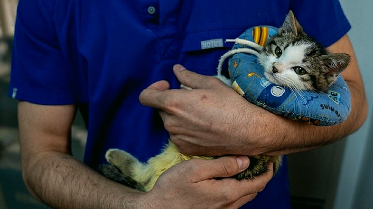 İzmir'de 33 Kedi Ölümü Soruşturmasında Veteriner Hekim Serbest Bırakıldı, Savcılık İtiraz Etti