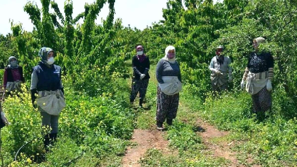 İlk Yılda Meyve Veren Ağaçlar: Kısa Sürede Yüksek Kazanç Fırsatı