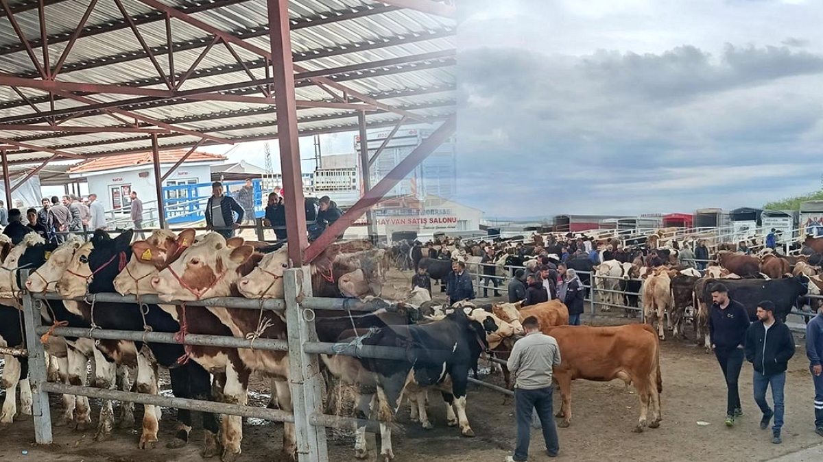 Kırşehir Hayvan Pazarında 1 Tonluk Boğa Göz Kamaştırdı