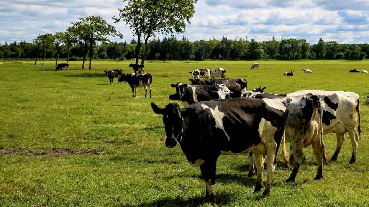 130 Yıllık İnek Sürüsünün Genetik Sırları Çözüldü: Rekor Hayatta Kalma