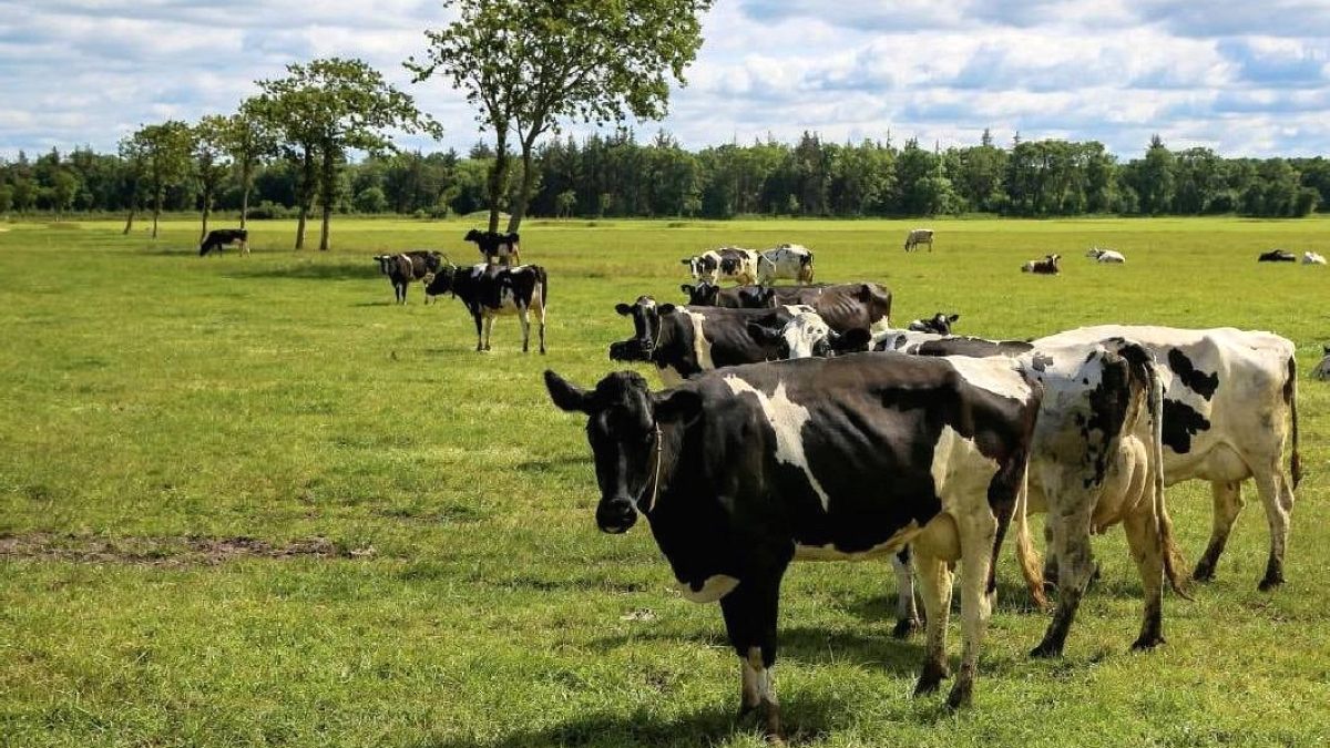 130 Yıllık İnek Sürüsünün Genetik Sırrı Çözüldü: Rekor Hayatta Kalma