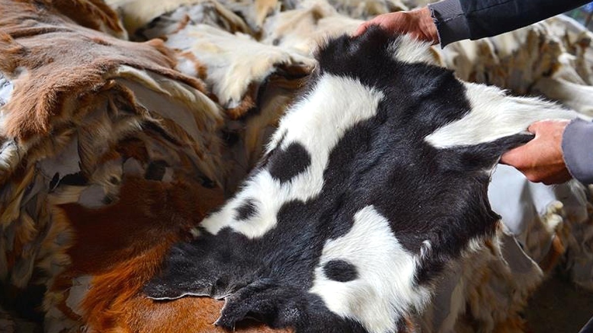 Kurban Bayramı Derileri Sektöre Milyarlarca Dolarlık Katkı Sağlıyor