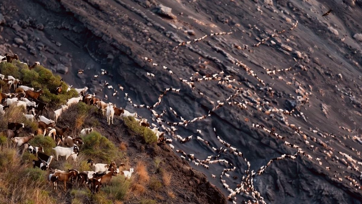 Stromboli Adası'nda Keçiler İnsanları Bastı: Nüfus Dengesi Bozuldu