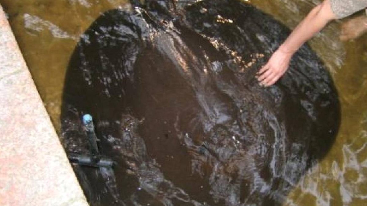 Nehirlerin Dev Sakini: 300 Kilo Ağırlığında, Kemik Delen Vatoz