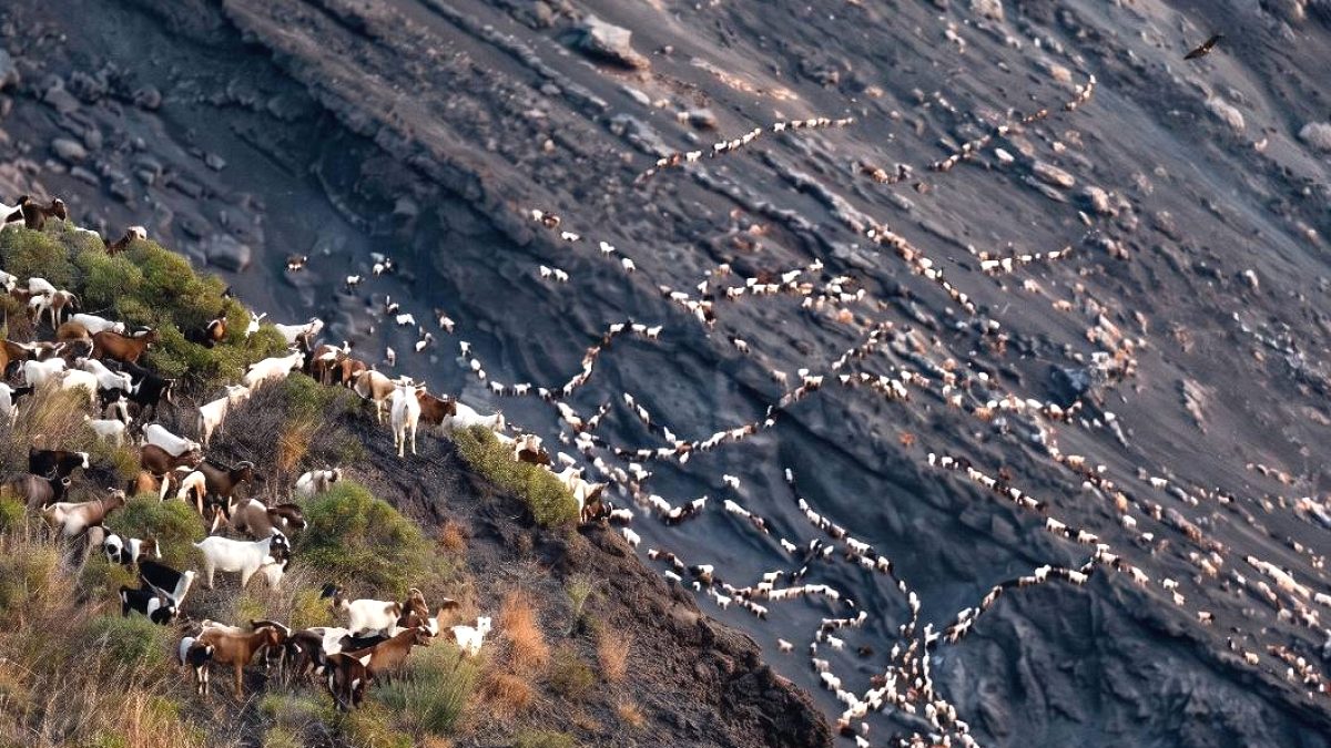 Stromboli Adası'nda Yabani Keçi İstilası: Yerleşim Yerleri Tehdit Altında