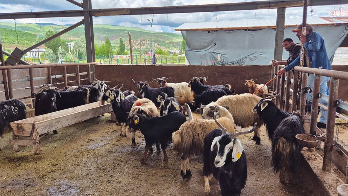 Kurban Pazarlarında Bayram Hareketsizliği: Vatandaş Alım Gücü Yokluğu Çekiyor