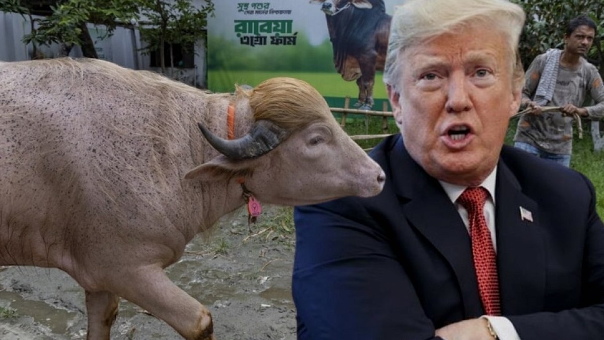 Donald Trump Benzetmesiyle Ünlü Manda, Kesilmekten Kurtuldu