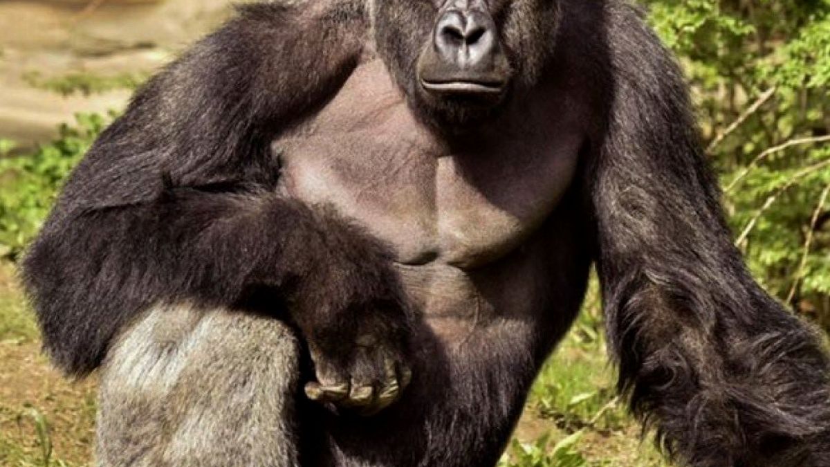 Beyaz Saray'dan 10 Yıl Sonra Goril Harambe'ye Anma Mesajı