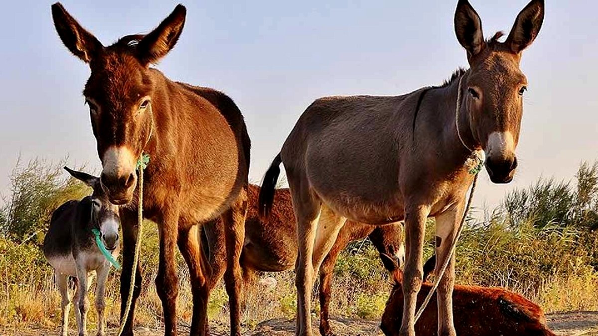 Doñana'da Yangınları Eşekler Önlüyor: Gönüllülerin Mücadelesi Dramla Sürüyor