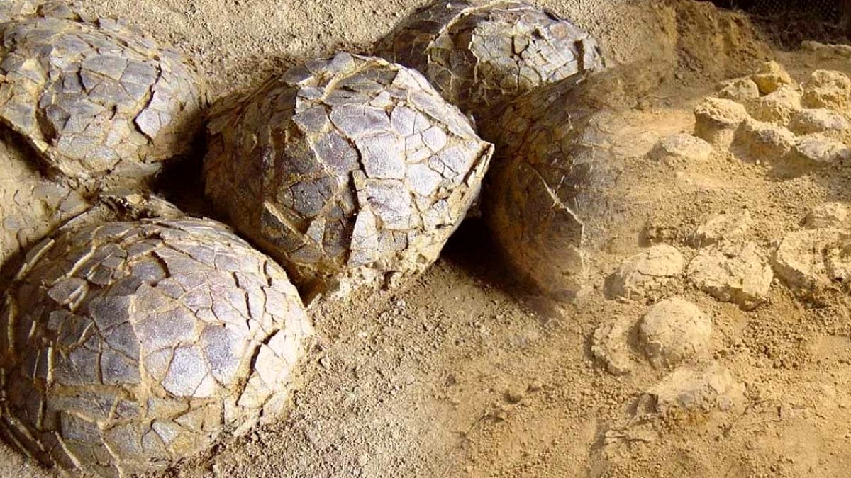 Fransa'da Dinozor Yumurtalarıyla Dolu Gizemli Kreş Keşfedildi