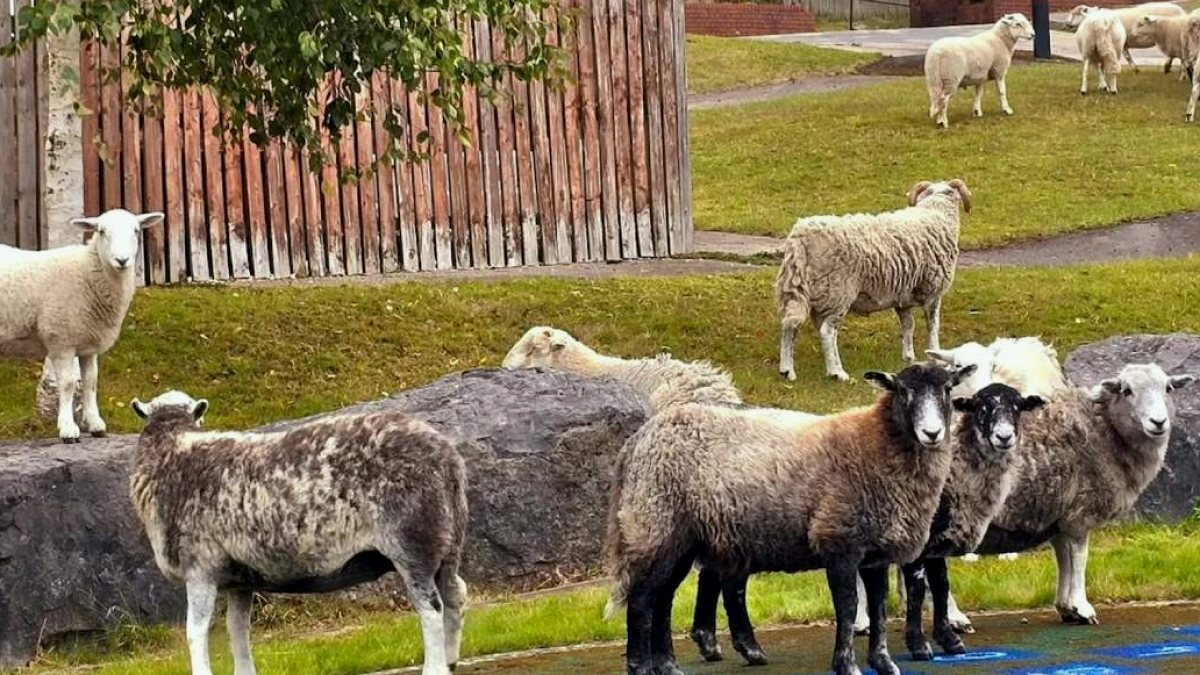 Tarihi Kasaba Koyun İstilası Altında: Çobanlar Göreve Çağrıldı