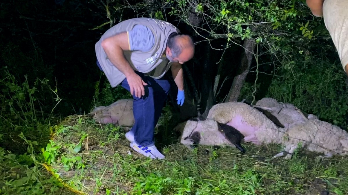 Bursa'da Yıldırım Düşmesi 6 Koyunun Ölümüne Neden Oldu