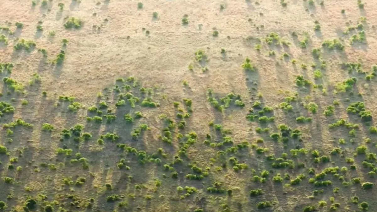 Çin'in Yeşil Duvarı Karbondioksiti Azaltıyor: Yapay Karbon Yutağı Devrede