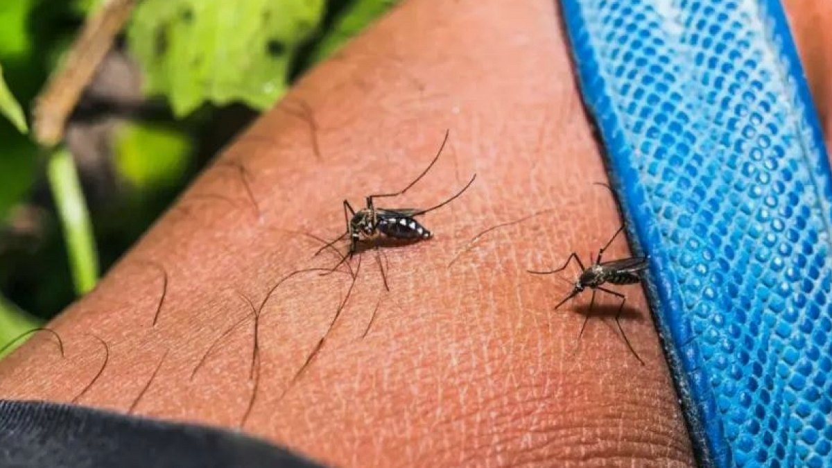 Sivrisinekler Yayılıyor: Chikungunya Virüsü 114 Ülkeyi Tehdit Ediyor