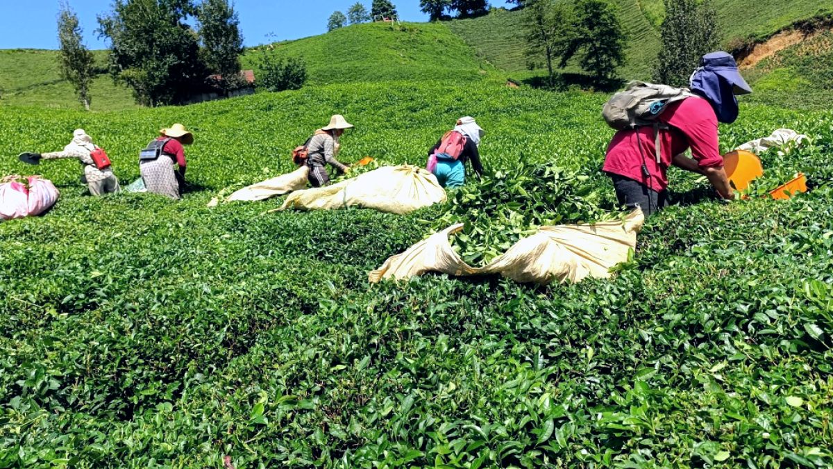 Çay Üreticileri Düşük Fiyatlarla Özel Sektöre Yöneliyor: Kota Engeli Çiftçiyi Vurdu