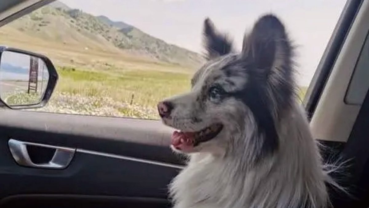 Sosyal Medya Fenomeni Köpeğin Tüyler Ürpertici Sonu: Çalındı ve Restorana Satıldı
