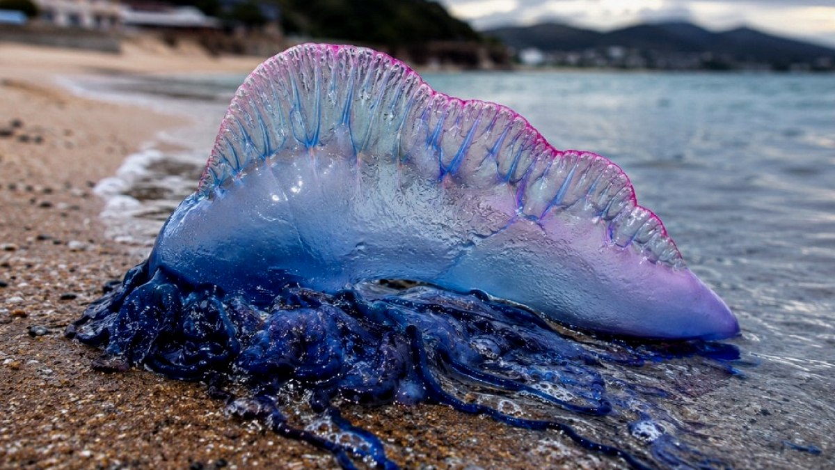 Japonya Kıyılarında Yeni Bir Deniz Canlısı Keşfedildi: Denizanası Değil Sifonofor