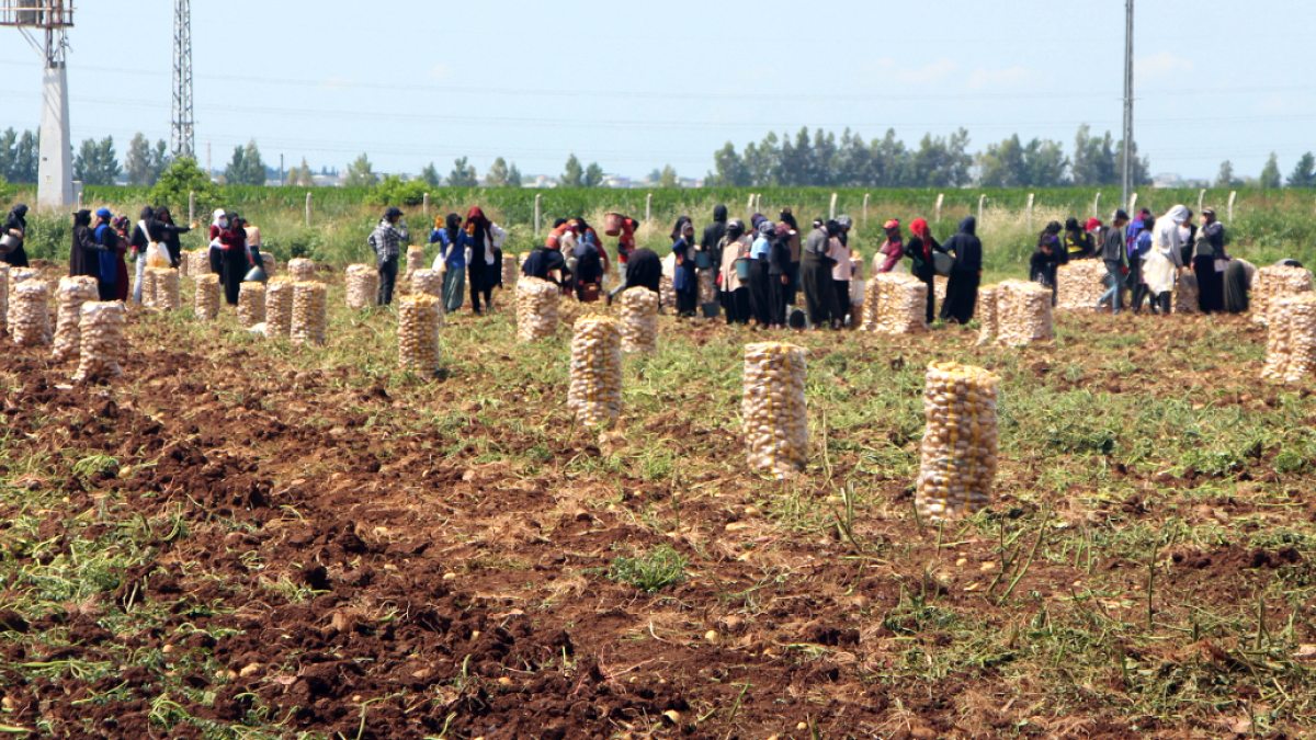 Adana'da Patates Fiyatları Düştü: Çiftçiler Bereketten Memnun