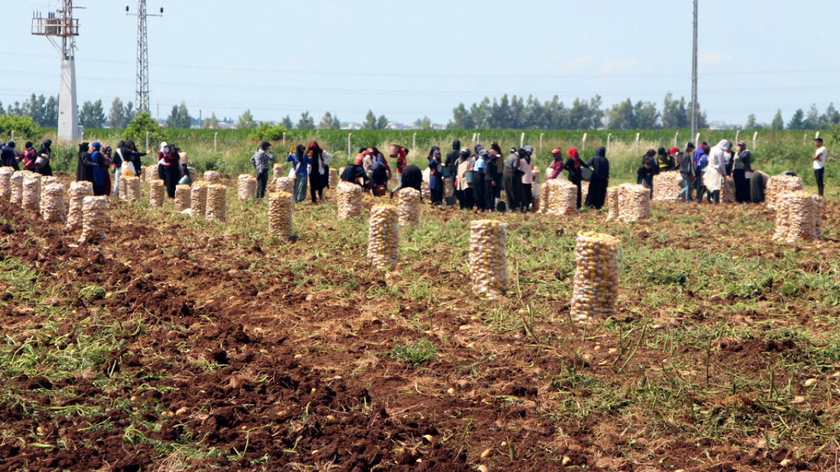 Adana'da Patates Fiyatları Düştü, Üretici Yüzü Güldü
