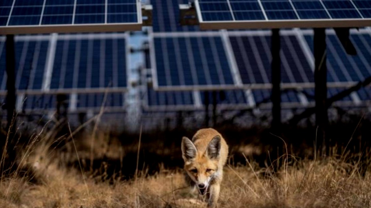 Güneş Enerjisi Santralleri Nesli Tükenmekte Olan Tilkiler İçin Sürpriz Sığınak Oldu
