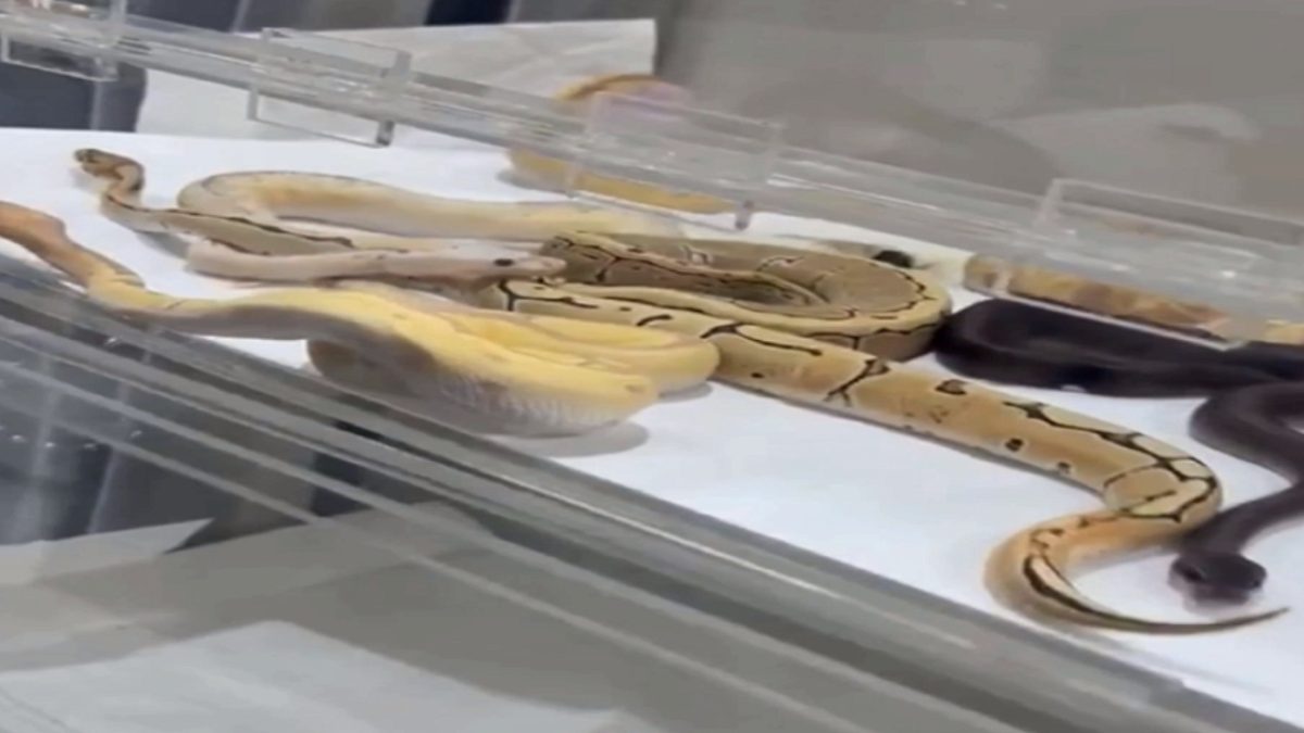 Çatalca'da Evde Gizlice Beslenen 42 Yılan Ele Geçirildi